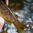 Brown Trout Spots