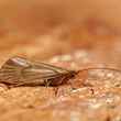 adult caddis macro photo