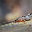 Caddis Fly Adult