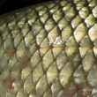 Carp Scales