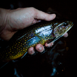 Trout and Cicadas