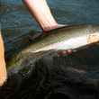 Wild Oregon Steelhead