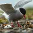 wildlife western arctic reserve