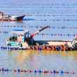 large open water oyster farm
