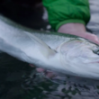 Washington Coast Steelhead