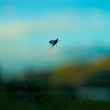 mayfly on windshield