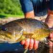 summer smallmouth bass fly fishing