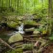 Pennsylvania Trout Stream Headwaters (photo: Chad Shmukler)