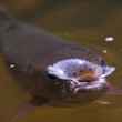trout sipping mayfly