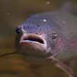 trout sipping a mayfly