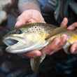 A Lehigh River brown trout (photo: Chad Shmukler).