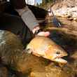 Elk River Cutthroat Trout