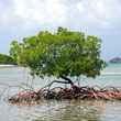 mangrove carribean