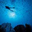 marine protected area diver swimming
