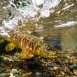 Malleo River Brown Trout Underwater