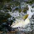 Spawning McKenzie River Spring Chinook Salmon