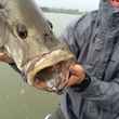 GEOBASS Papua New Guinea Black Bass