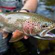 Agulapak Rainbow Trout