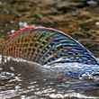 alaska grayling dorsal fin