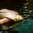 Streamer Fishing for Trout