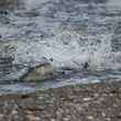 pink salmon small stream