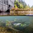 Pink Salmon Elwha Dam