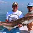 cobia fly fishing