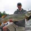 record tiger muskie utah