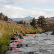 Gardiner River: Yellowstone National Park