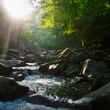 Small Stream Fly Fishing 