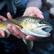 Spring Brown Trout