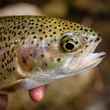 Winter Trout