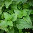 Stinging Nettles