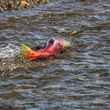 Sockeye Swimming in Alaska 