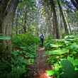 walking through tongass national forest 