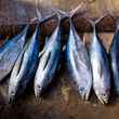 tuna on display at a market