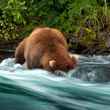 grizzly salmon fishing alaska