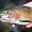 Native Yellowstone cutthroat trout