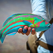 Christmas Island surge Wrasse