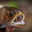 Small brook trout