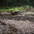 A native brook trout stream in Pennsylvania's natural gas country.