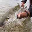 Turneffe Atoll Bonefish - Turneffe Flats - Belize