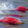 Spawning Bristol Bay sockeye salmon (photo: Pay Clayton).