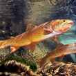 Yellowstone Cuttroat Trout - Upper Slough River