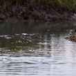 South Carolina Redfish Eating Shrimp