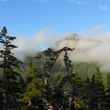 Tongass national Forest