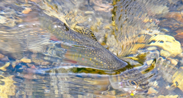 A beautiful wild brook trout from Moose Creek, one of Idaho's formerly secret waters (photo: Chris Hunt). Brook Trout - Moose Creek Idaho