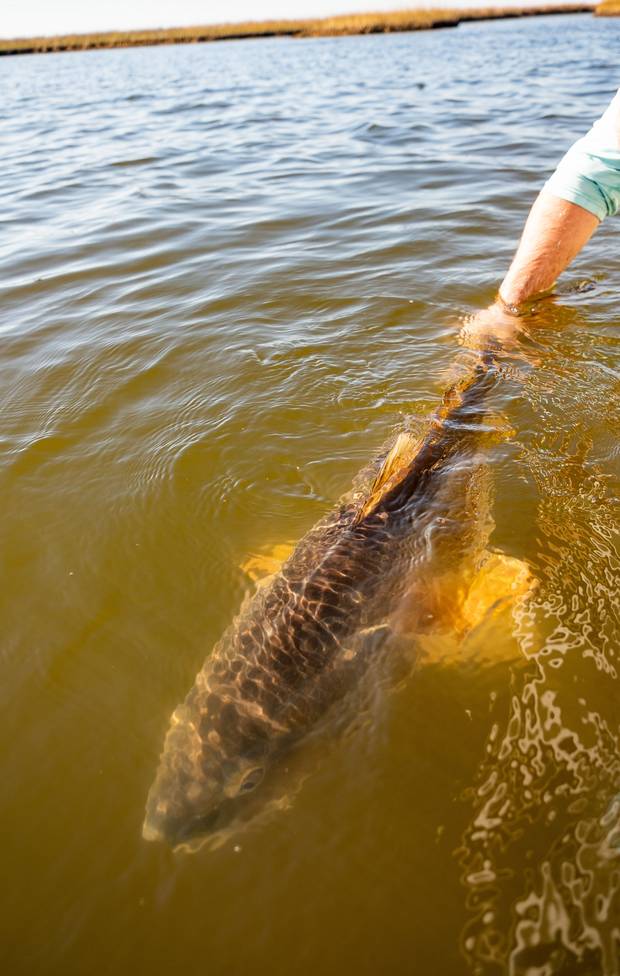 Photo: Ryan Fries redfish mississippi delta