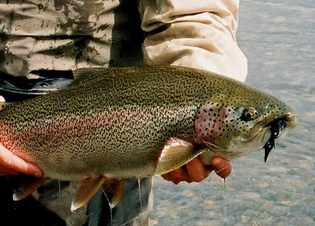 Alagnak River Spring Rainbow