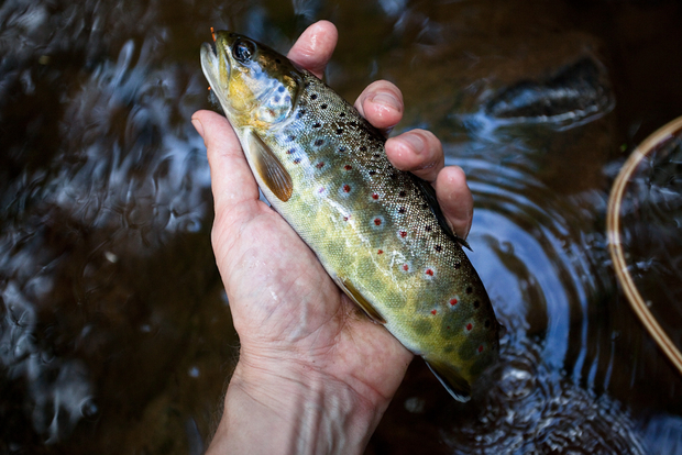Brown Trout Eating Cicada
